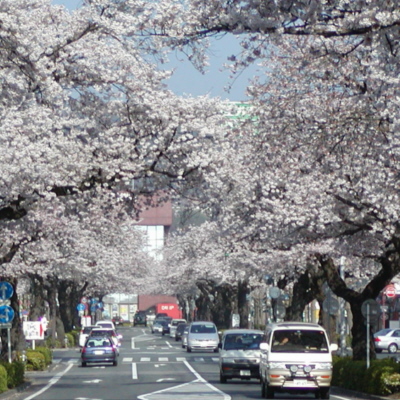 2002年04月01日：平和通り若葉町付近の桜の開花状況