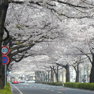 2002年04月03日：平和通り日立駅前付近の桜の開花状況
