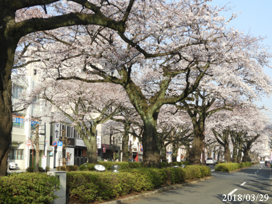 2018年3月29日の平和通りの桜の様子（日立駅前）