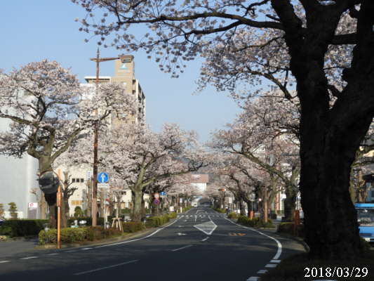 2018年3月29日の平和通りの桜の様子（若葉町1丁目）