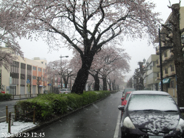 3月29日の平和通りの桜の様子（日立駅前）