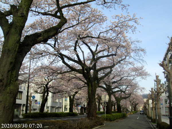 3月30日の平和通りの桜の様子（日立駅前）