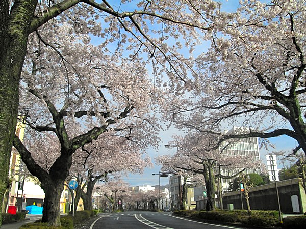 2021年3月29日の平和通りの桜の様子（日立駅前）