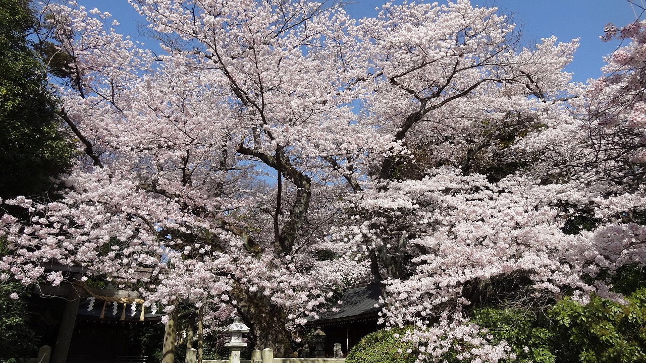 2022年4月10日熊野神社の写真
