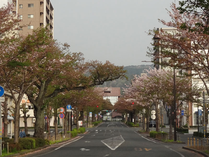 さくらの写真1