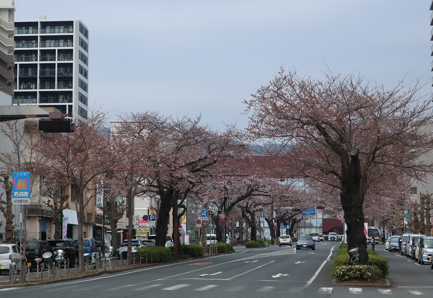 2026年3月30日のさくらの写真1