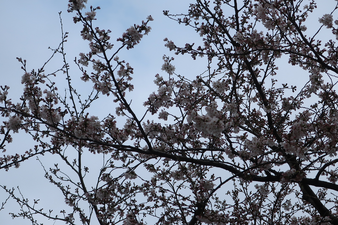 2026年3月30日のさくらの写真2