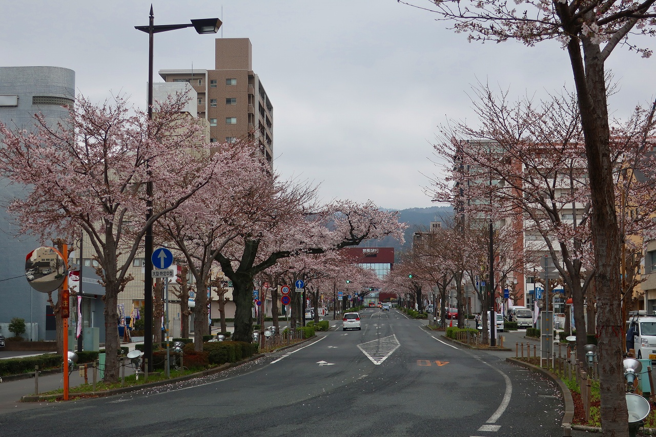 2026年4月1日のさくらの写真1