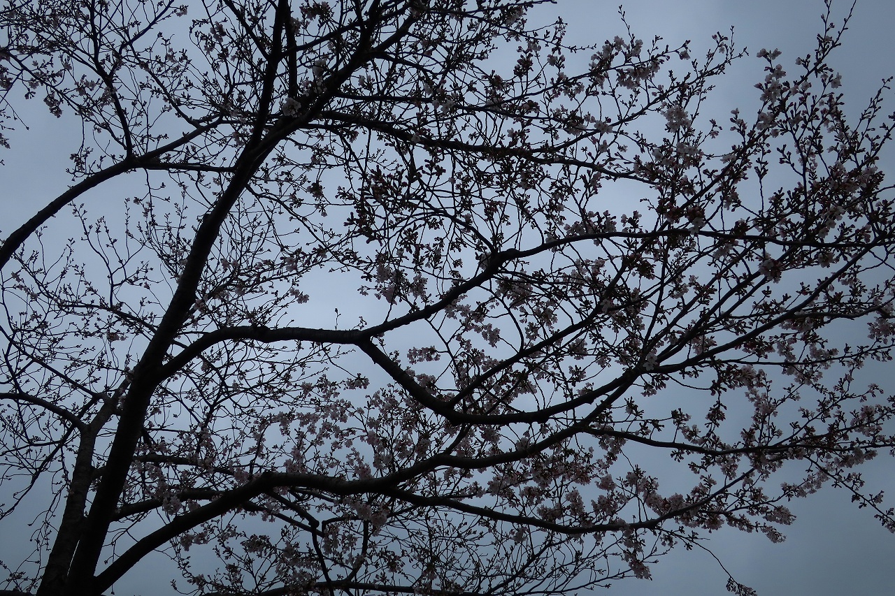 2026年4月1日のさくらの写真2