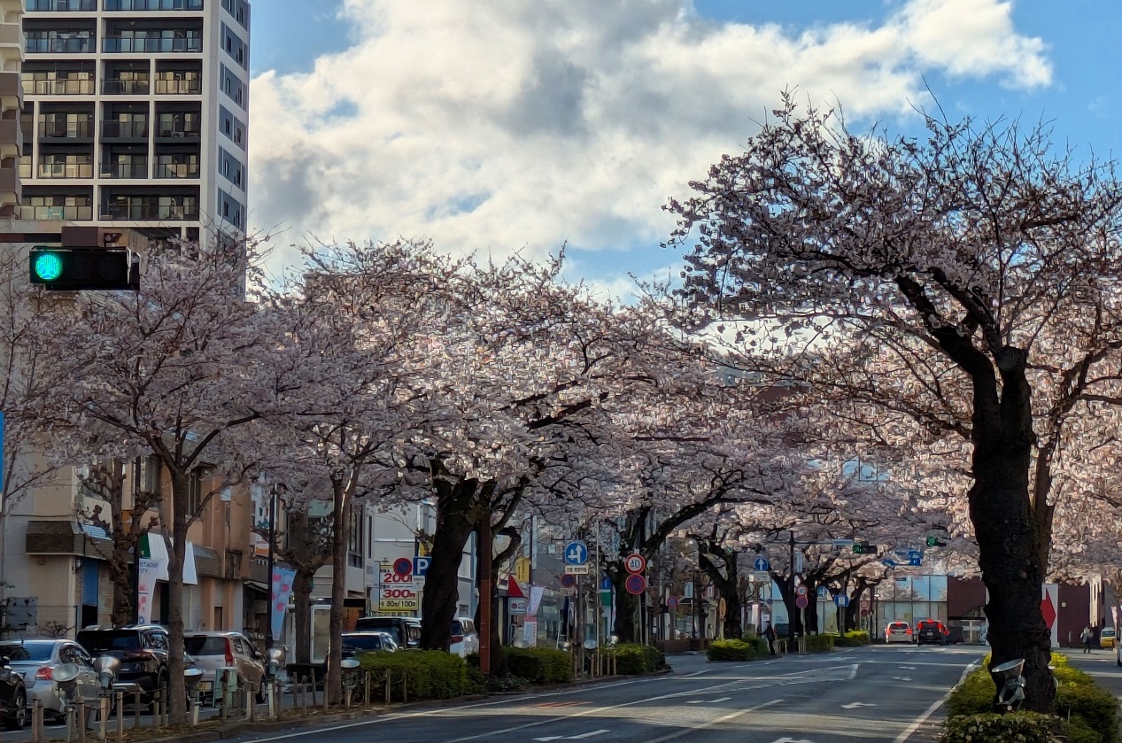 2026年4月2日のさくらの写真1
