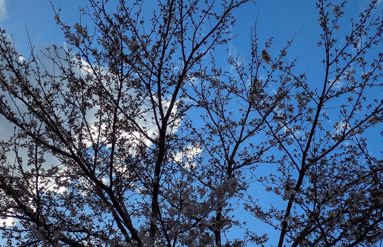 2026年4月2日のさくらの写真2